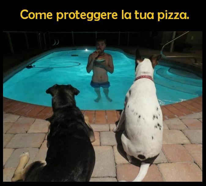 Foto Divertente: Uomo in piscina che mangia una pizza ed i cani lo guardano