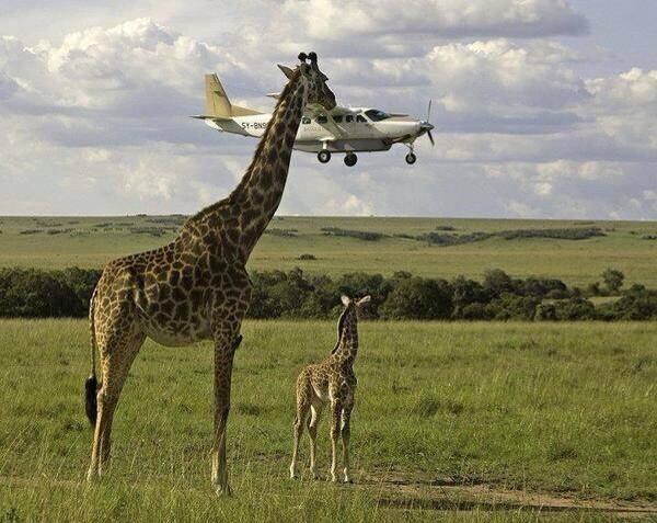 Foto Divertente: Giraffa che sembra toccare aereo
