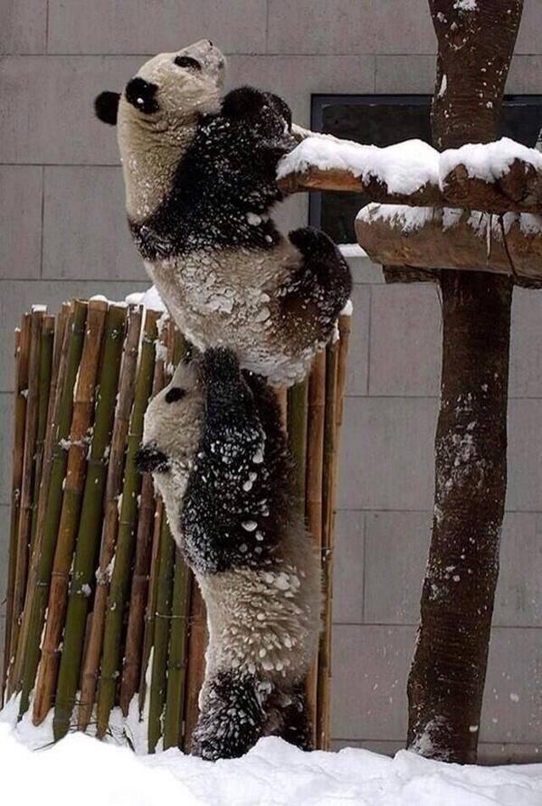 Panda che ne aiuta un altro a salire su un albero