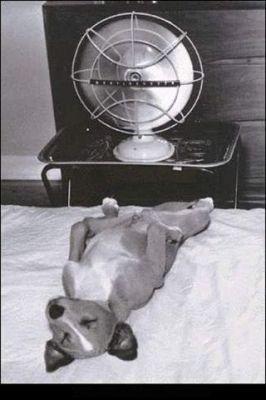 Foto Divertente: Cane al ventilatore