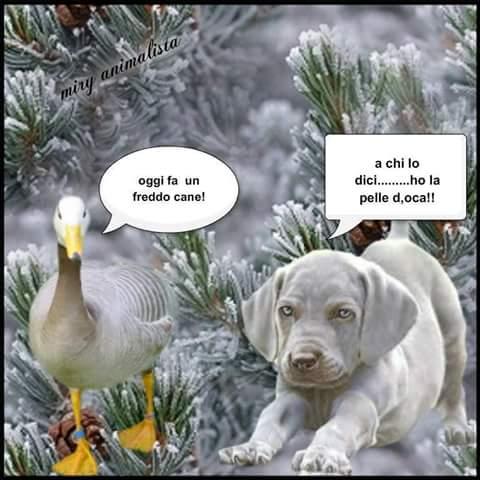 Cane ed oca infreddoliti sulla neve