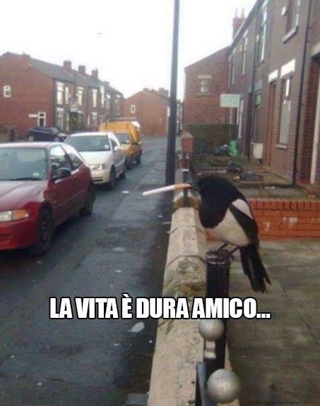 Uccellino che si fuma una sigaretta