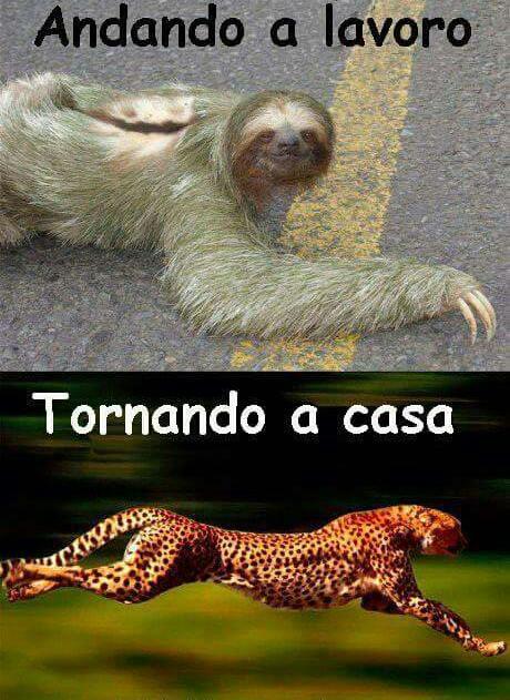 Bradipo quando vai a lavoro e leopardo quando esci