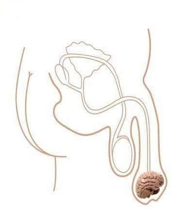 Foto Divertente: Organo genitale maschile con il cervello 
