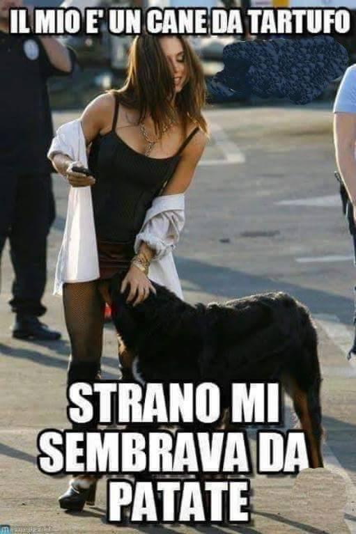 Foto Divertente: Cane che mette il muso nella parte intima di una ragazza