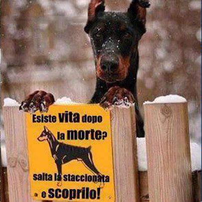 Foto Divertente: Cane in un recinto con cartello di pericolo