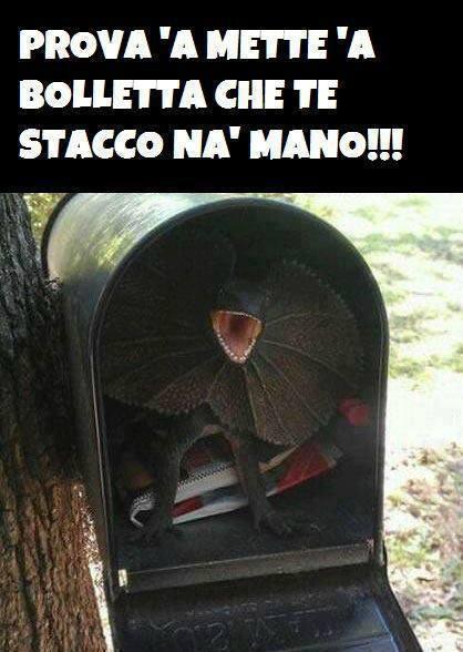 Grosso lucertolone dentro la cassetta della posta