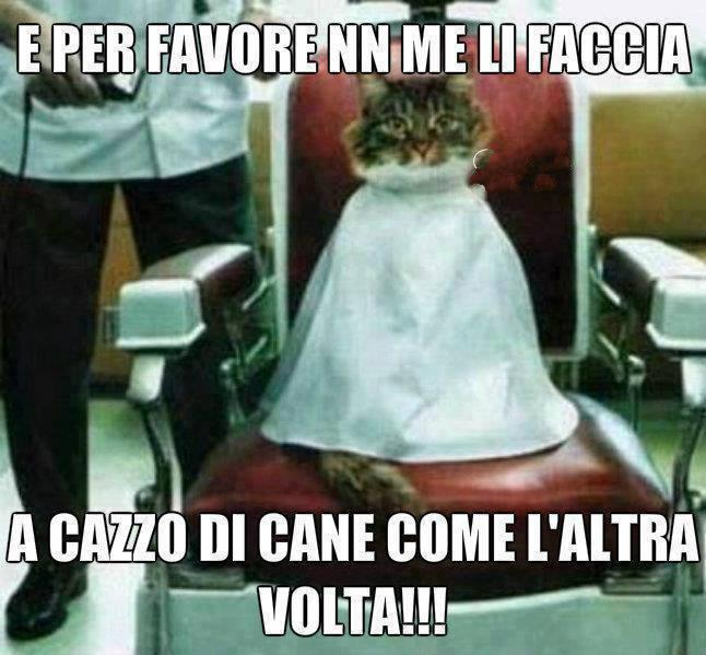 Foto Divertente: Gatto seduto dal barbiere per farsi i capelli