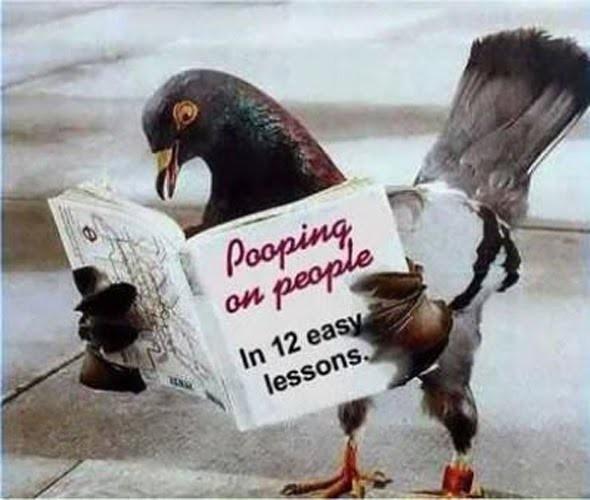 piccione con libro