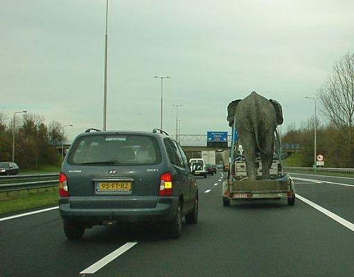 Foto Divertente: Animali in carreggiata