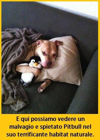 Foto Divertente: Pitbull che dorme con un peluche