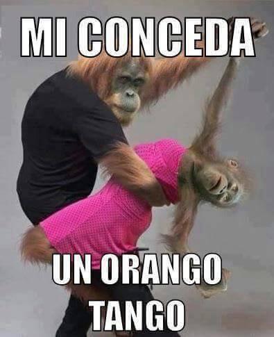 Due scimmie che ballano un "orango tango"
