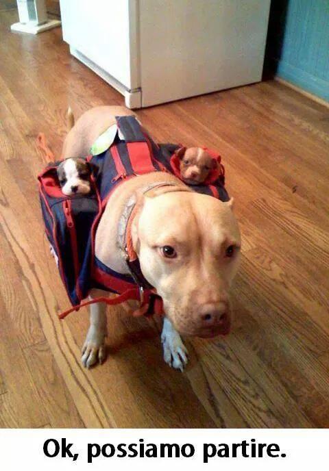 Foto Divertente: Cane con i cuccioli nelle tasche laterali