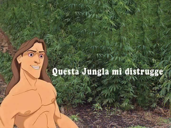 Tarzan in una giungla di marijuana