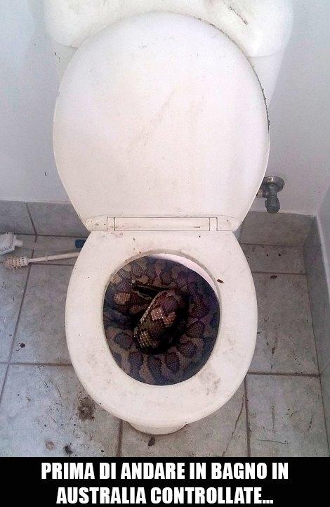 Foto Divertente: Pitone arrotolato dentro ad un wc