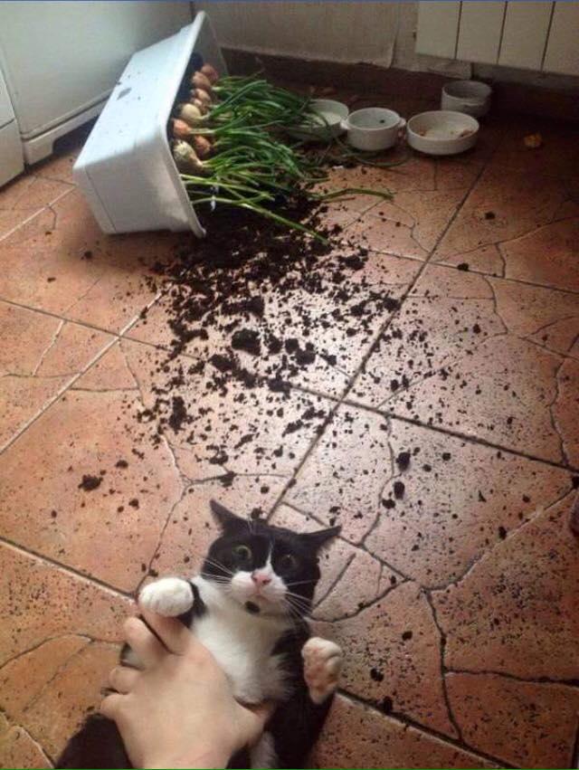 Foto Divertente: Gatto che distrugge un vaso sul terrazzo