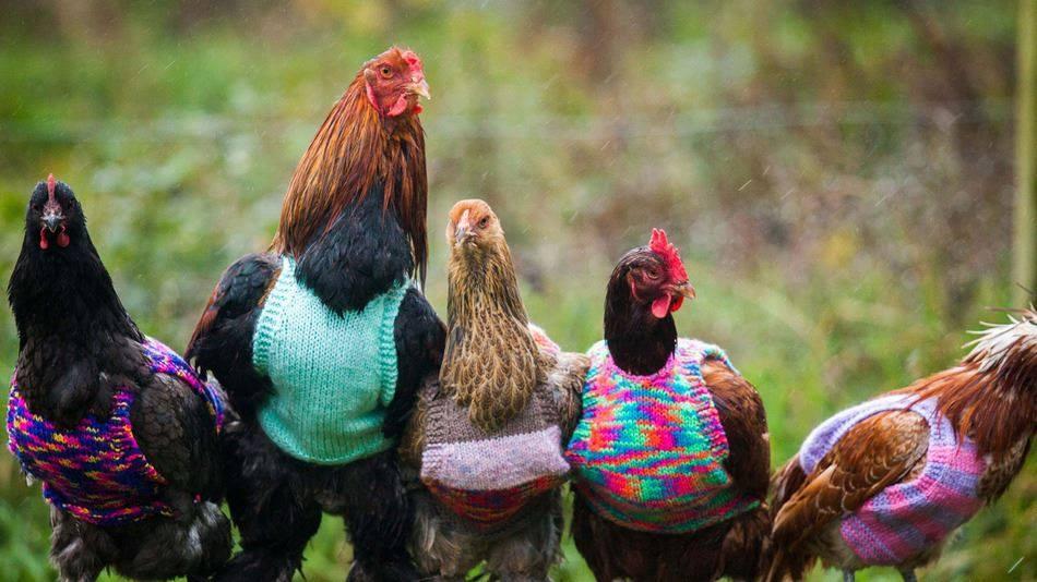 Foto Divertente: Galli con maglia di cotone