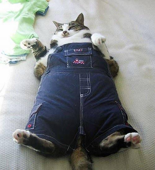 Foto Divertente: Gatto con tutina di jeans