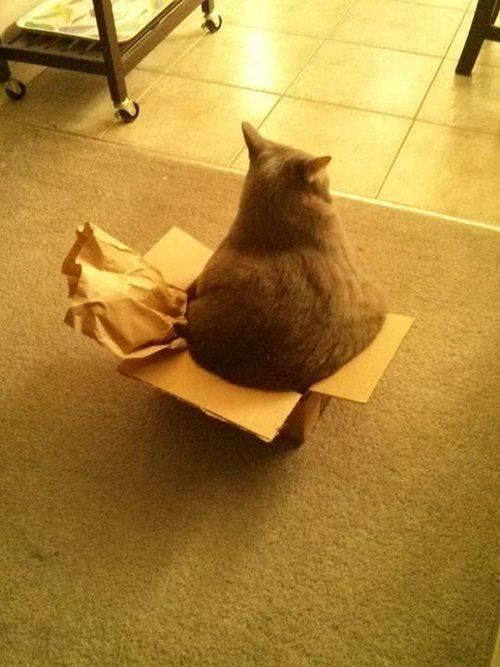 Foto Divertente: Gatto grosso che non esntra nella scatola