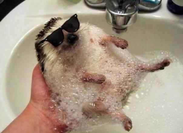 Foto Divertente: Riccio che fa il bagno nel lavandino