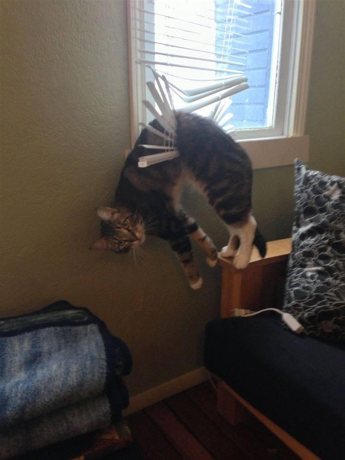 Foto Divertente: Gatto appeso alla tapparella