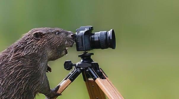 Marmotta che fa una fotografia