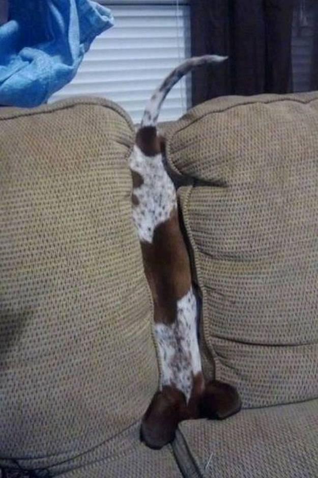 Foto Divertente: Cane incastrato tra i cuscini del divano