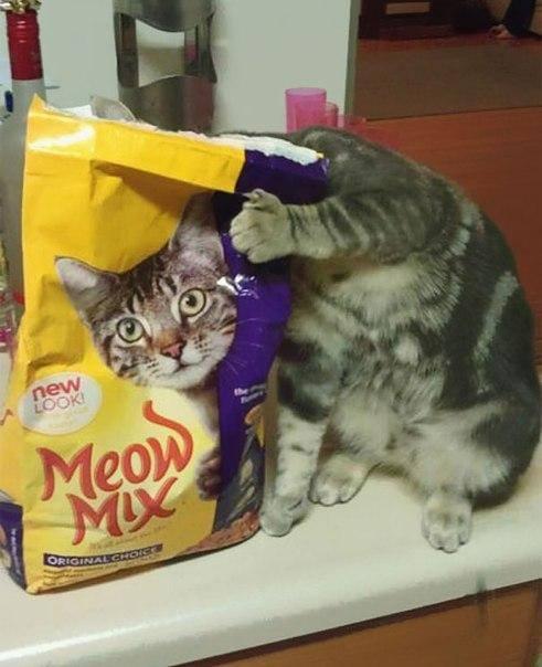 Foto Divertente: Gatto con la testa nelle crocchette