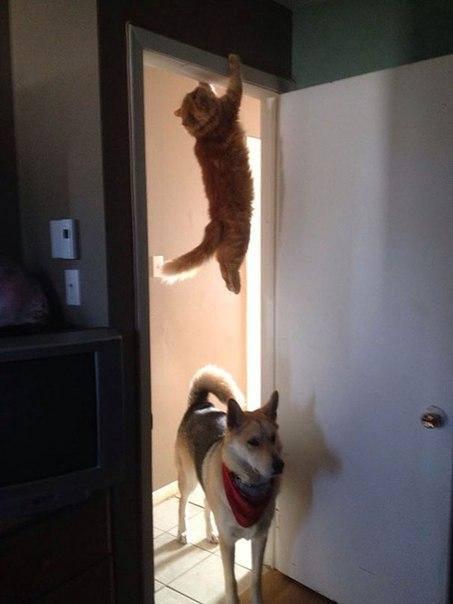 Foto Divertente: Gatto appeso alla porta per sfuggire al cane