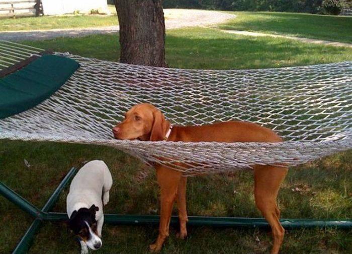 Foto Divertente: Cane che ha rotto con le zampe l'amaca