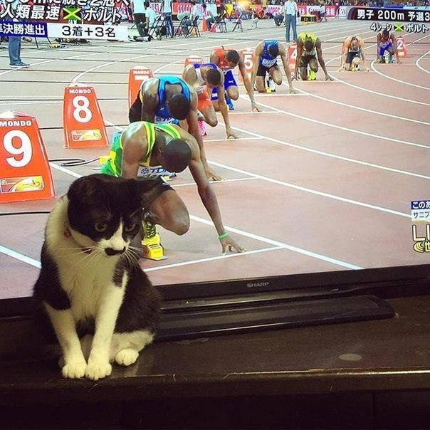 Foto Divertente: Gatto davanti al televisore in posizione di partenza ad una gara