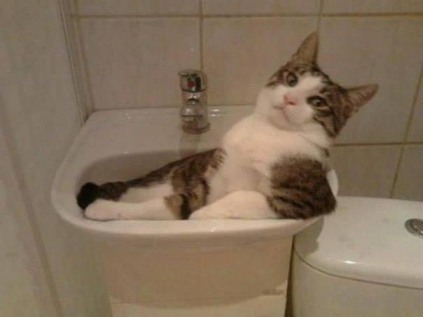 Foto Divertente: Gatto che fa il bagnetto nel lavandino