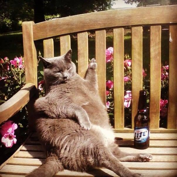 Foto Divertente: Gatto con panchina con birra vicina
