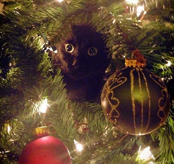 Foto Divertente: Gatto nell'albero di natale