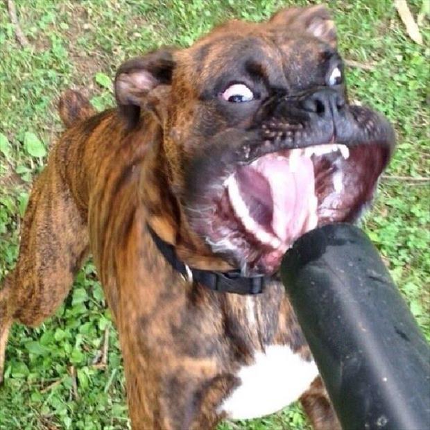Foto Divertente: Cane a bocca aperta con aria sparata da aspirapolvere