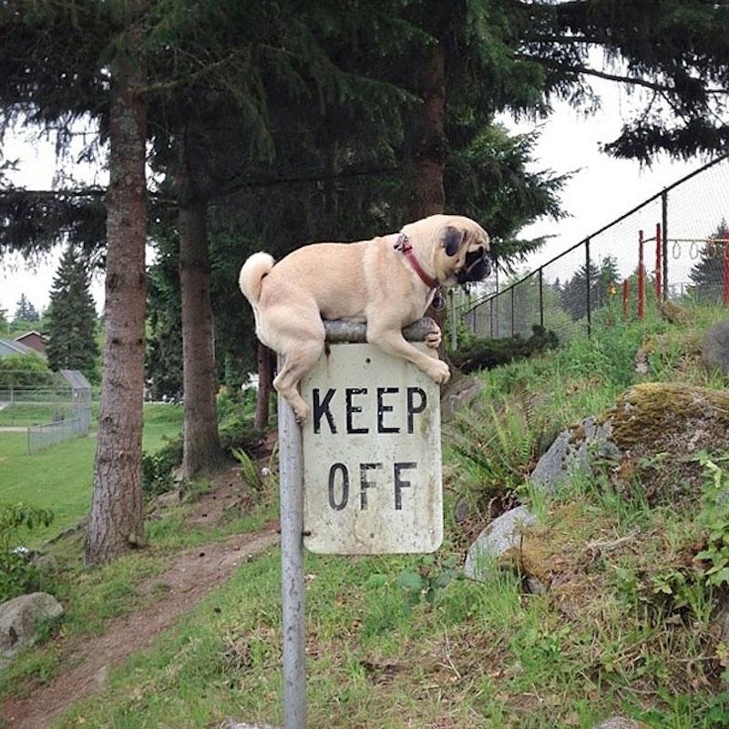 Foto Divertente: Cane in cima ad un cartello