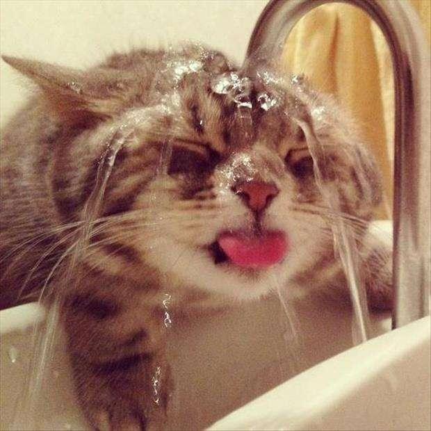 Foto Divertente: Gatto che si bagna il muso nel lavandino