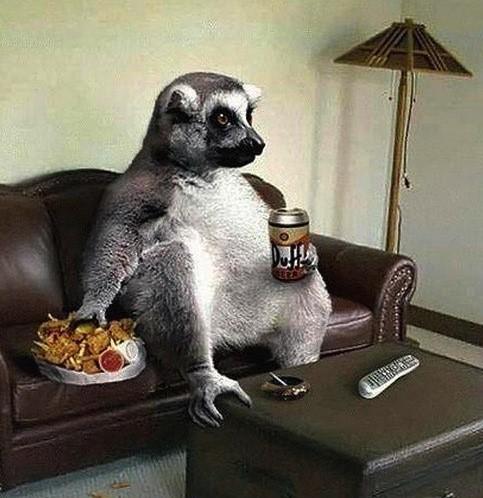 Foto Divertente: lemure in relax