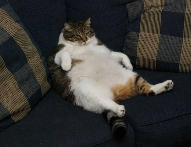 Foto Divertente: Gatto ingrassato seduto sul divano