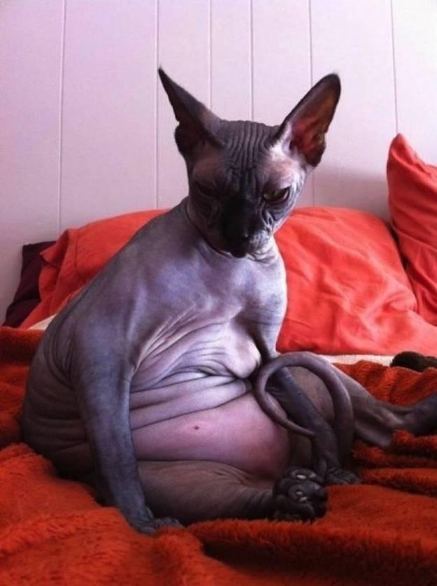 Foto Divertente: Gatto arrabbiatissimo e bello grasso
