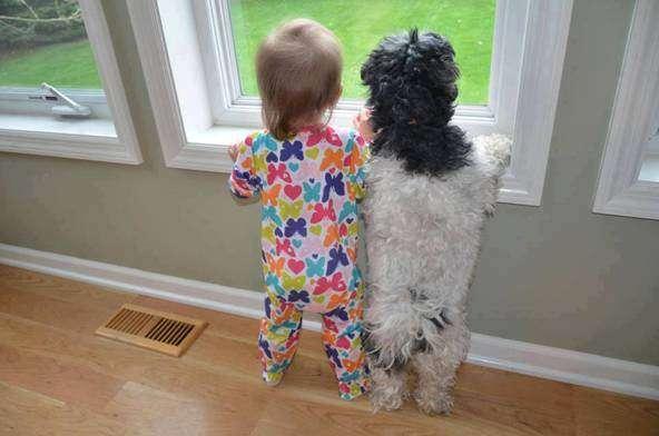 Foto Divertente: Bambino e cane che aspettano alla finestra