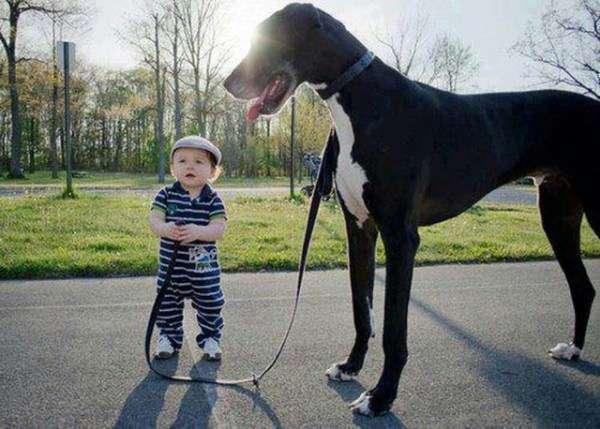 Foto Divertente: Bambino che tiene al guinzaglio un alano
