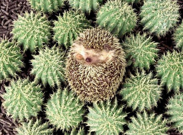 Foto Divertente: Riccio e cactus