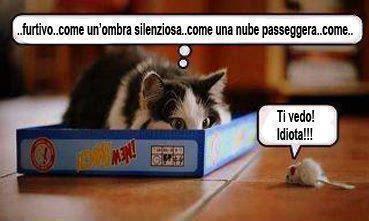 Foto Divertente: Gatto che si nasconde in una scatola ma il topo lo vede