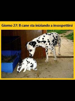 Foto Divertente: Dalmata che annusa un coniglio con le macchie bianche e nere