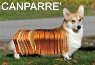 Foto Divertente: Cane con corpo a forma di pancarrè
