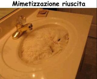 Foto Divertente: Gatto mimetizzato in un lavandino