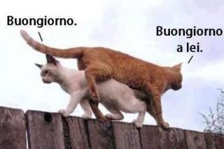 Gatti su uno steccato che passano uno sopra l'altro