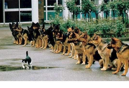 Foto Divertente: Gatto che cammina davanti a tanti cani