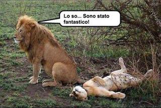Foto Divertente: Leone soddisfatto e leonessa sdraiata per terra